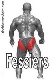 exercices fessiers